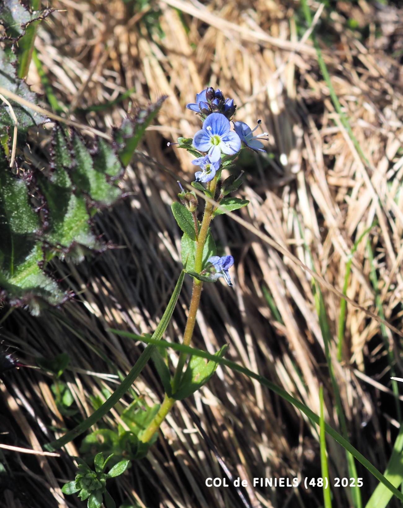 ? plant
